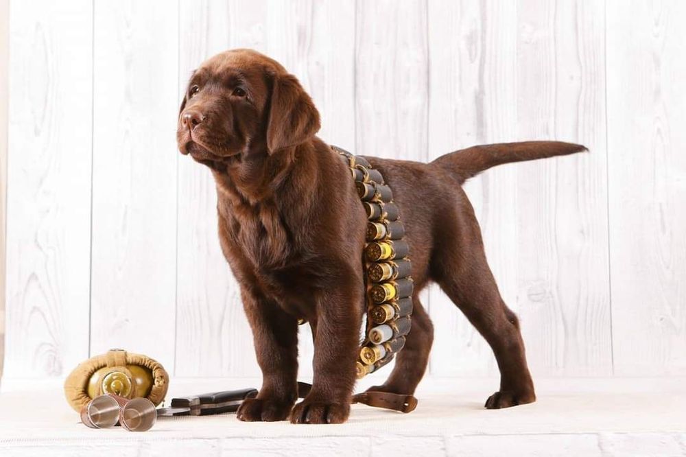 Пронуємо для в'язки ,лабрадор шоколадний