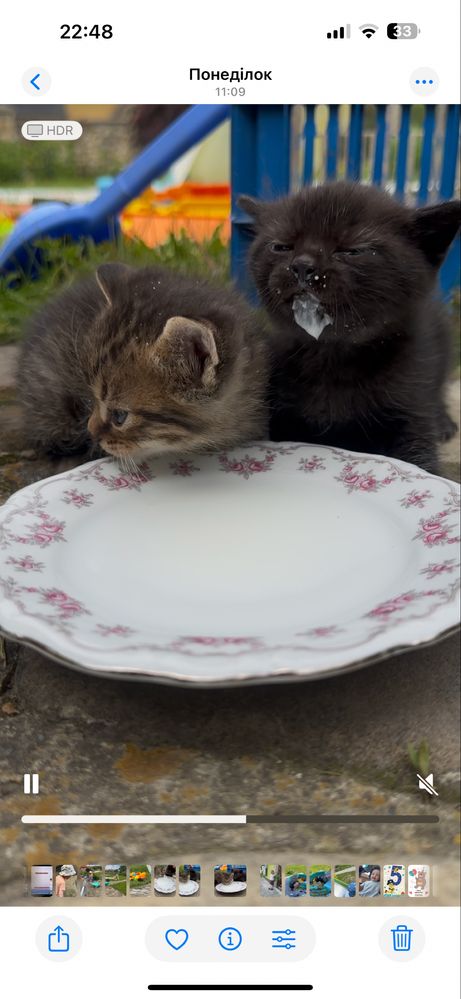 Котики у добрі руки