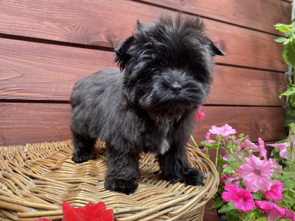 Black & White - black - Yorkshire  Terrier - biewer