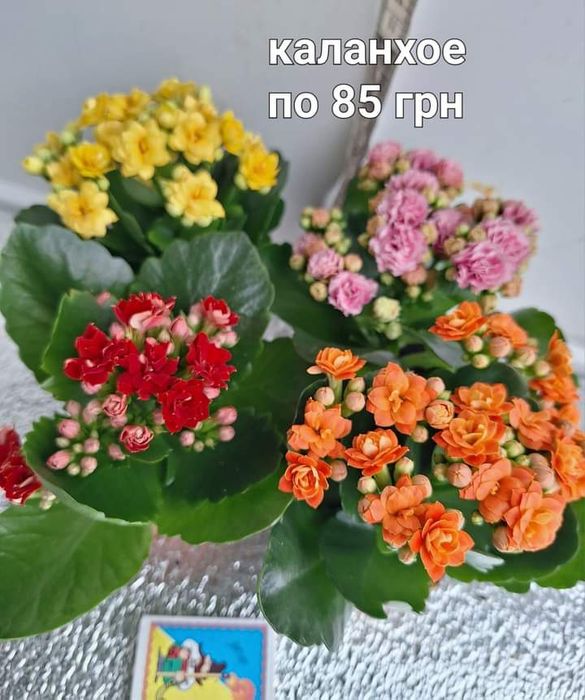 Каланхоє квітуче