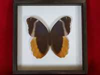 Motyl w ramce / gablotce 20 x 20 cm. Caligo uranus - 125 mm . Meksyk .