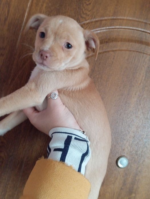 Стандарт чіхухахуа