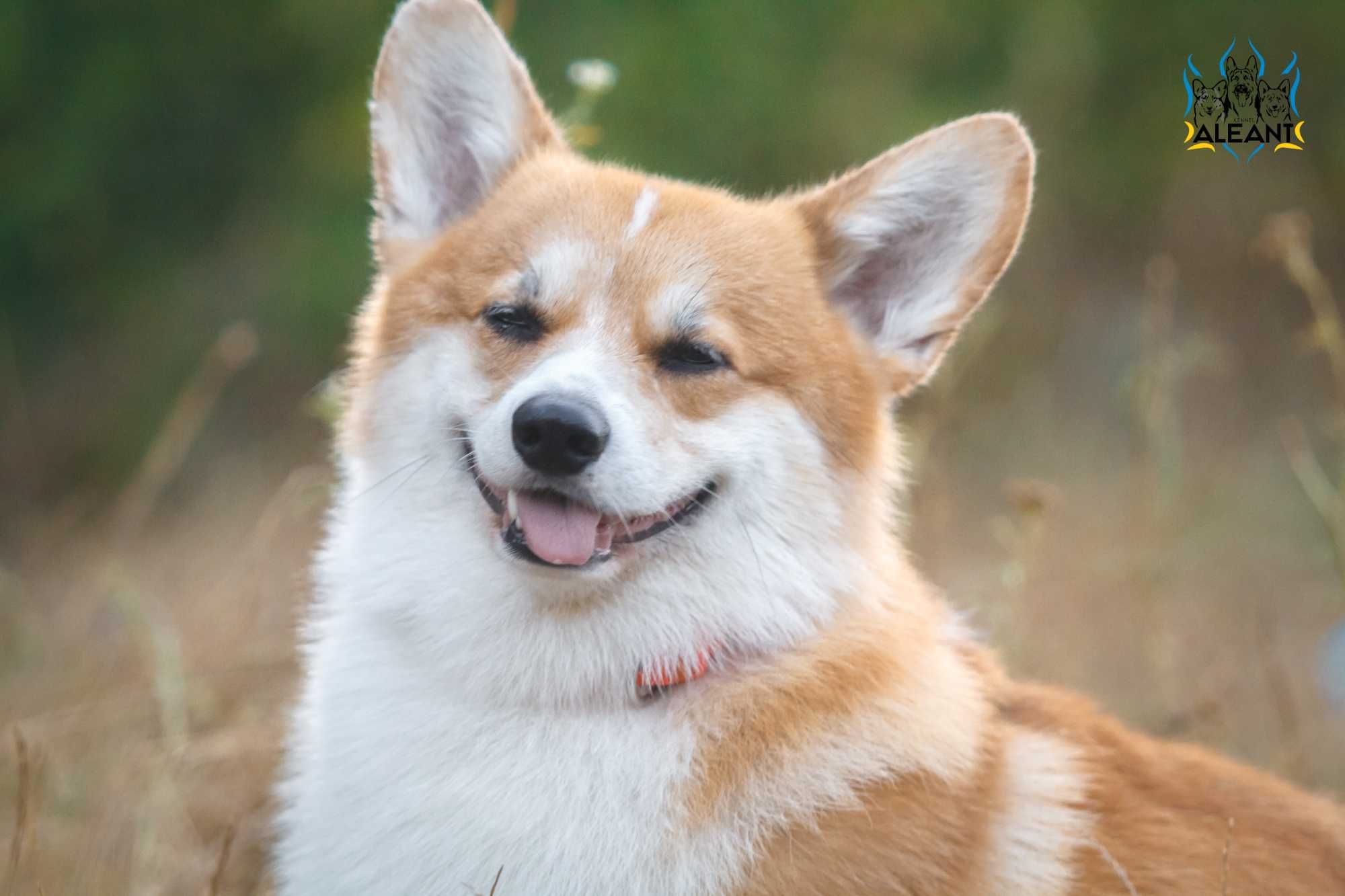 Pembroke welsh corgi Badania, vWD, PRA, fluffy-clear (FB Alona Aleant)