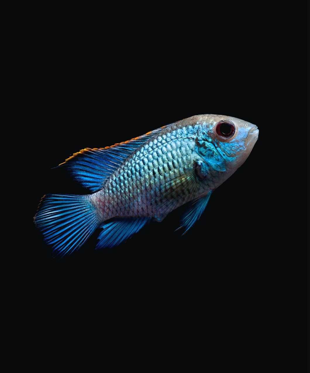 Akara ELECTRIC BLUE - Acara - dowozimy, wysyłamy