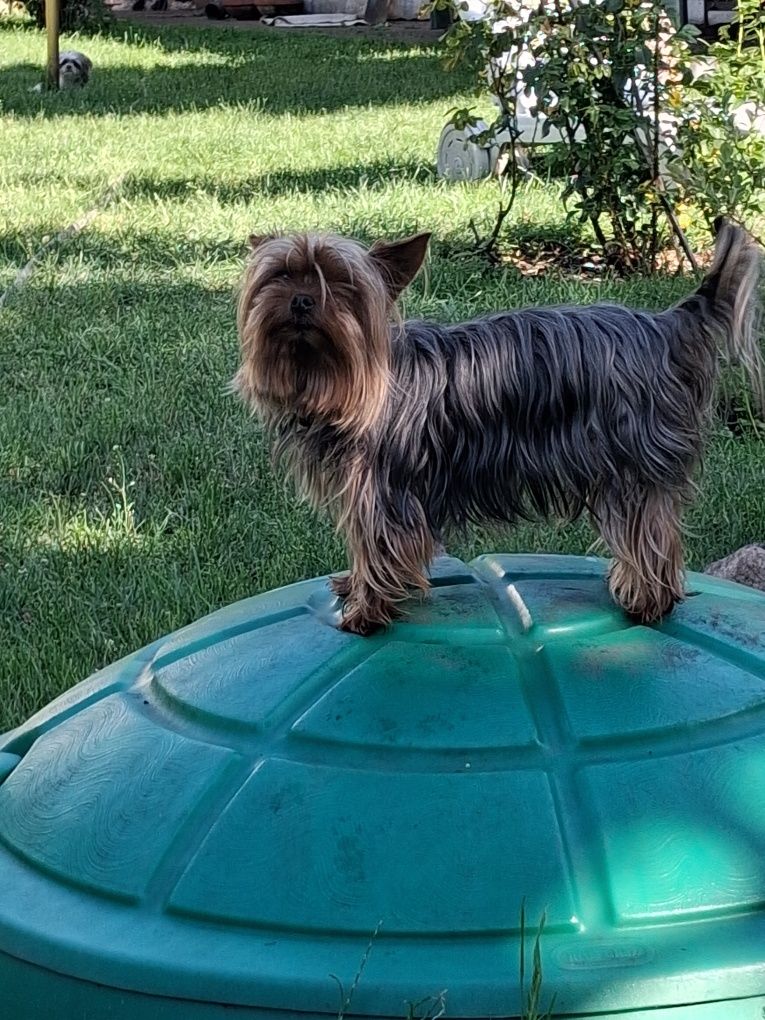 York Terrier miniatura
