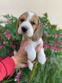 Piesek rasy Beagle z rodowodem