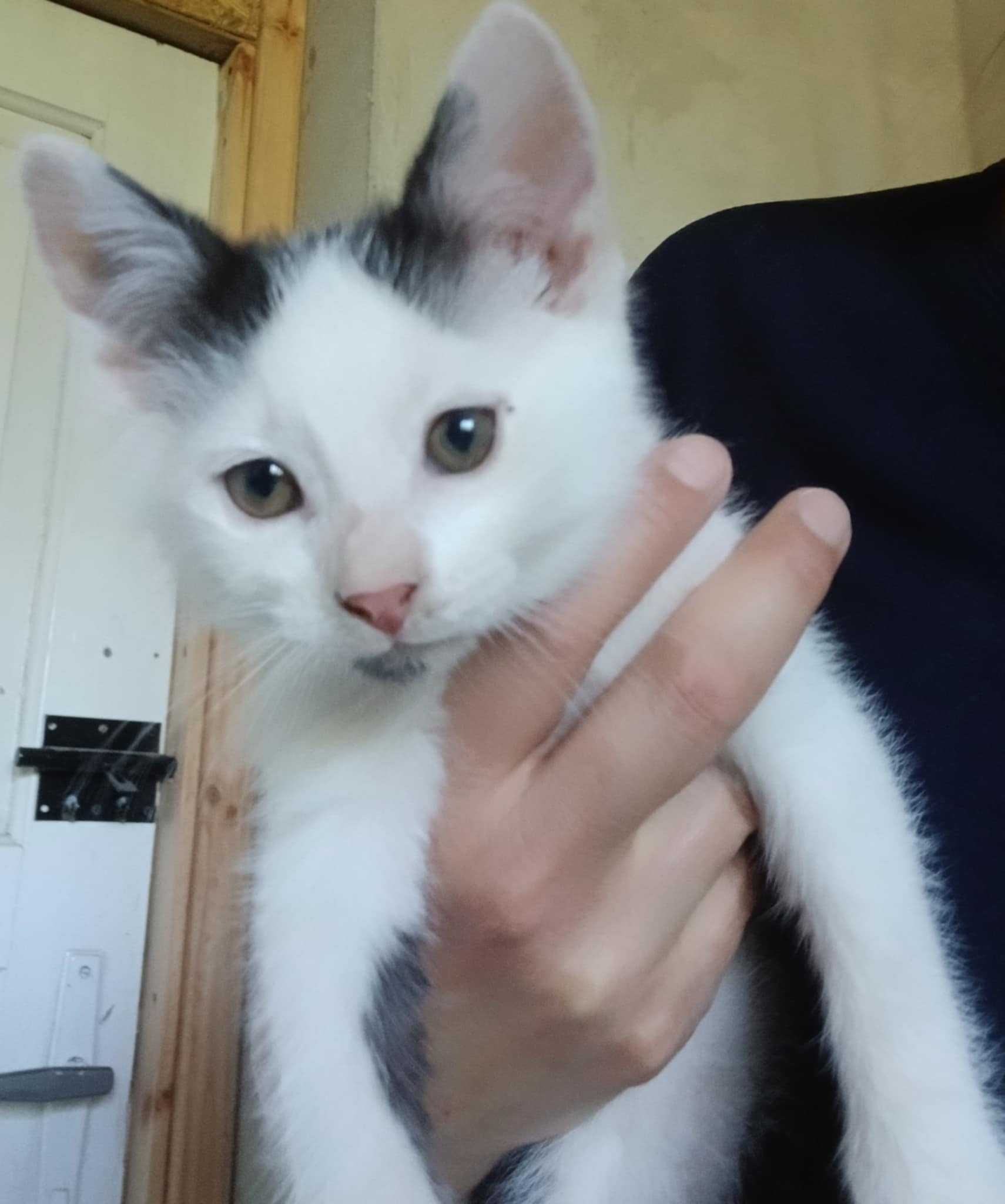 Laki piękny kocurek do adopcji