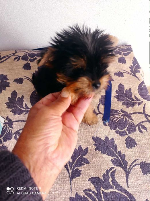 Yorkshire Terrier Miniatura de Qualidade TOP