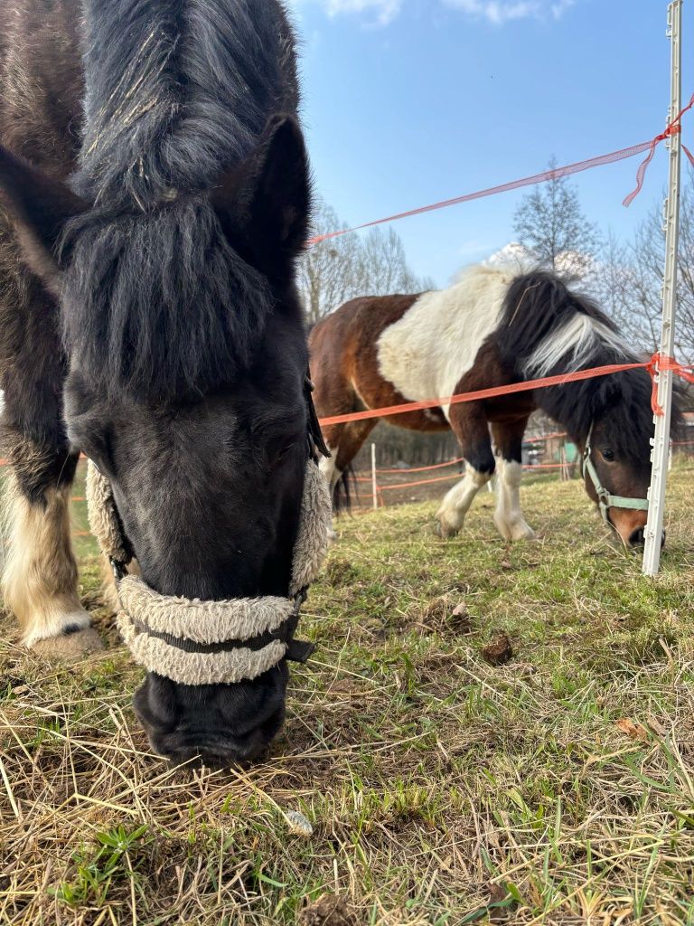 Noclegi, domek całoroczny, wypoczynek,