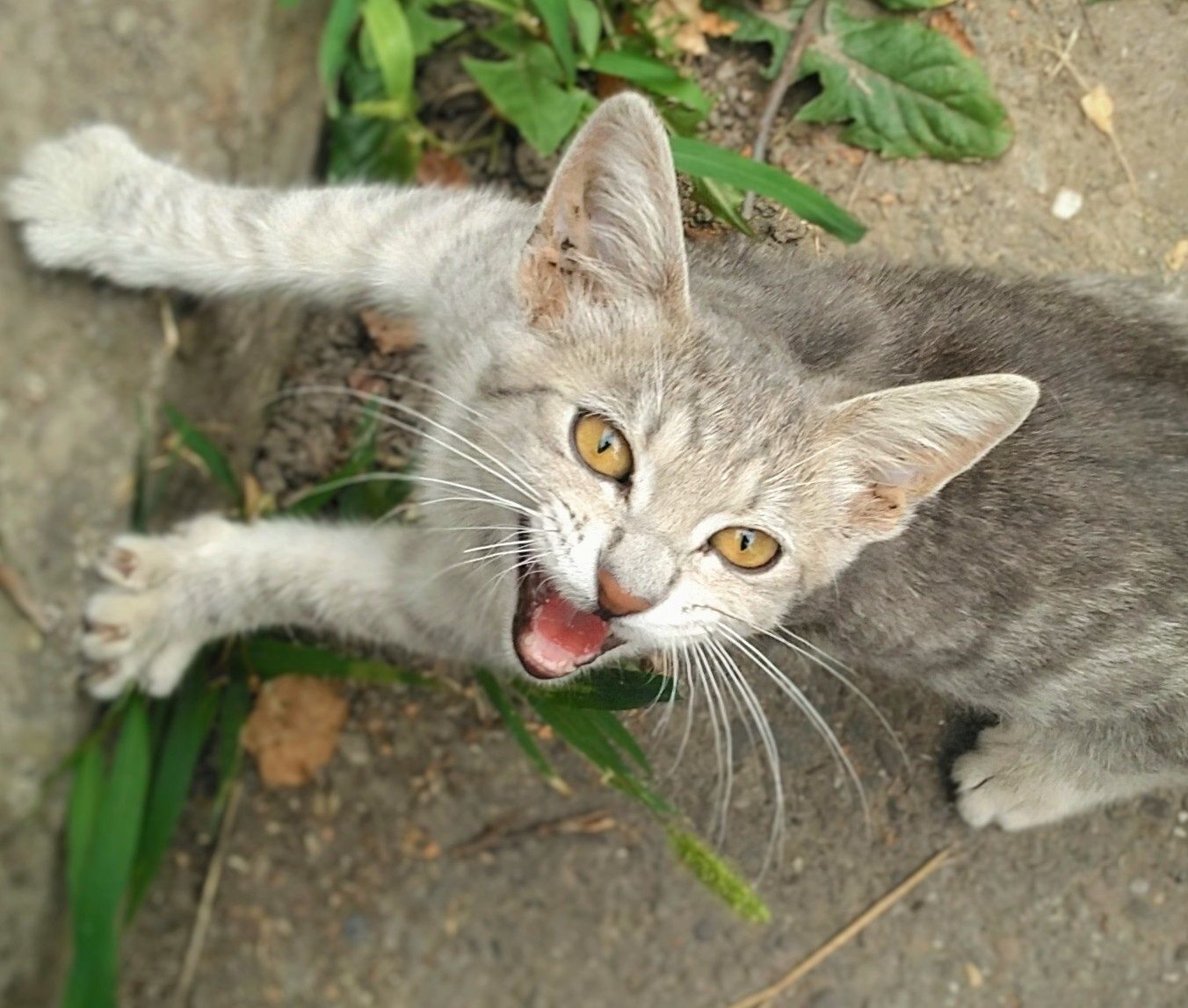 Котик в добру родину
