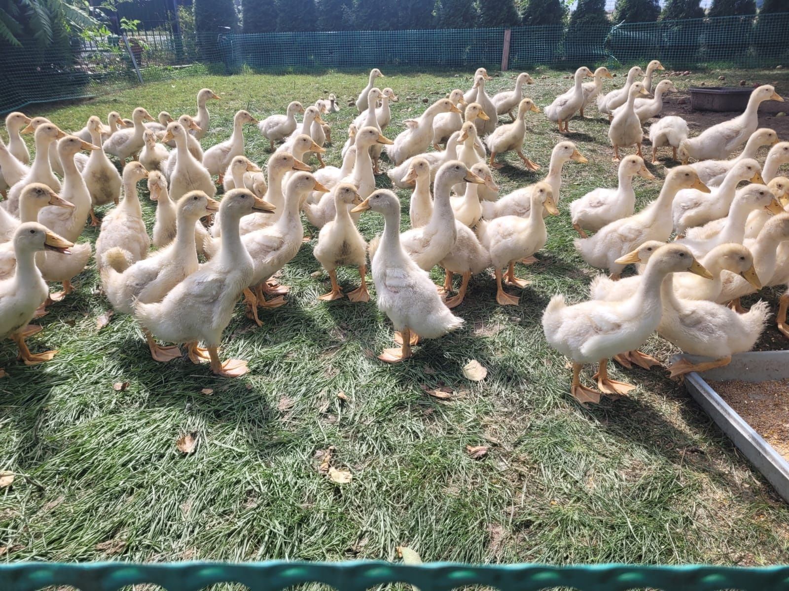 Kaczki Pekin !!!