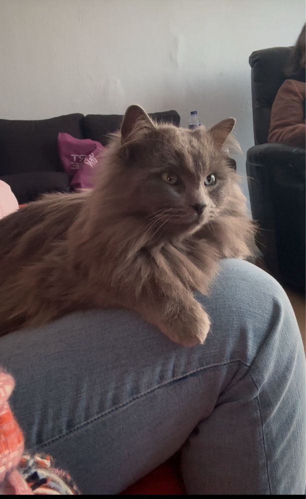 Nebelung para adoção