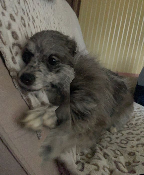 Цуценя шпиців, неймовірноі краси народились 02.12.24 року.