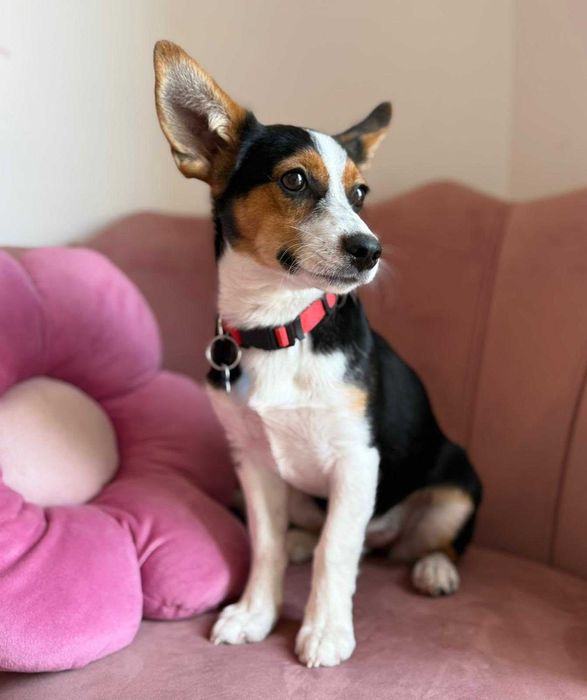 Podaruj jej dom! Urocza Debra!