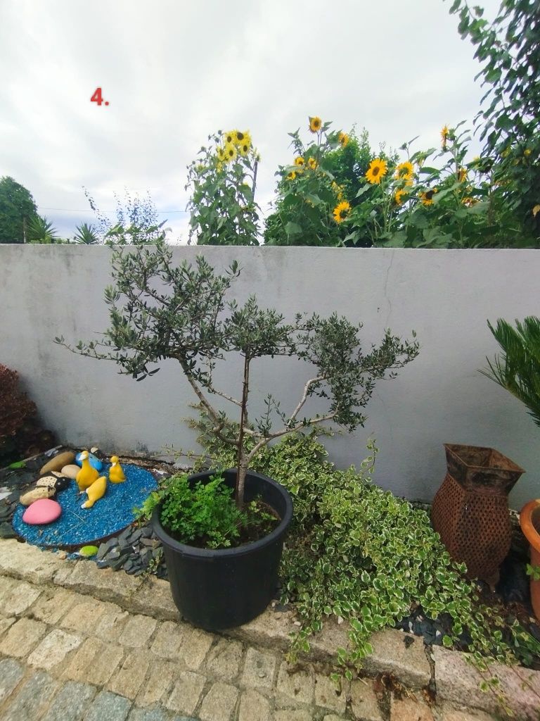 Oliveiras de jardim