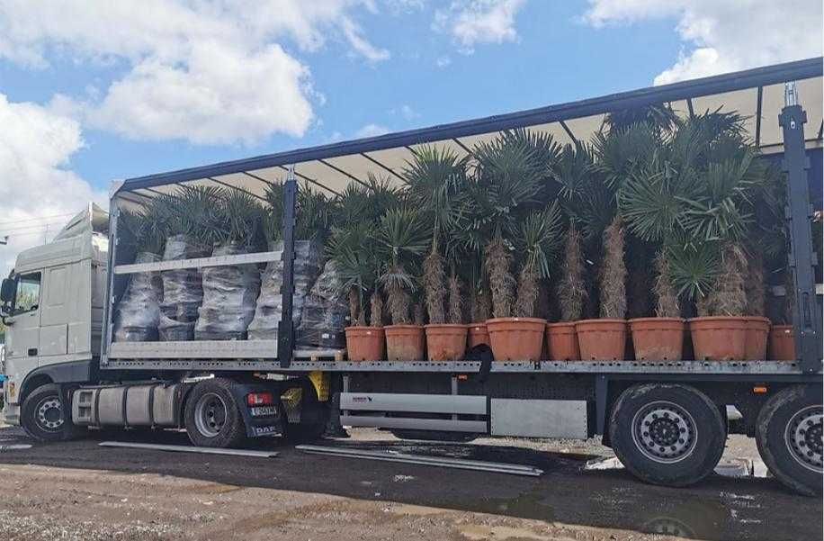 Palma Trachycarpus Fortunei Przedsprz. Mrozoodporna do -17 stopni