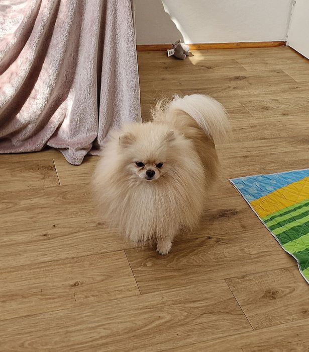 Szpic pomeranian,  reproduktor