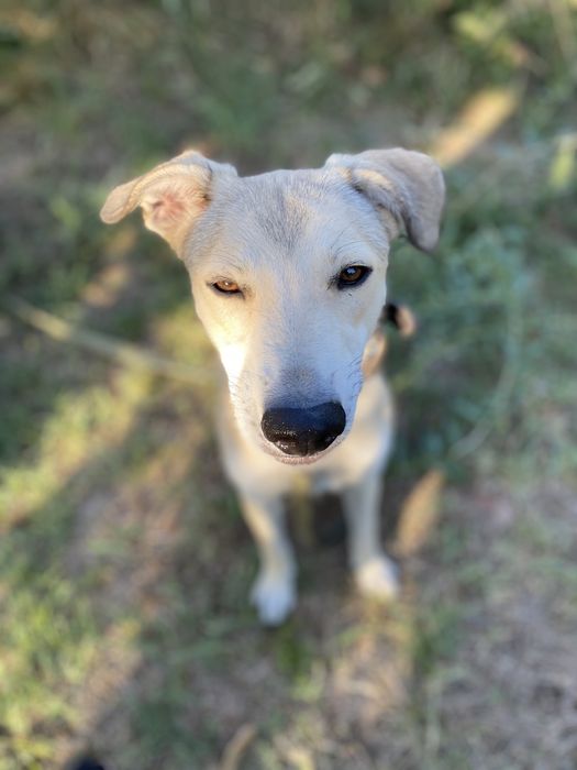 Отдам бесплатно в хорошие руки