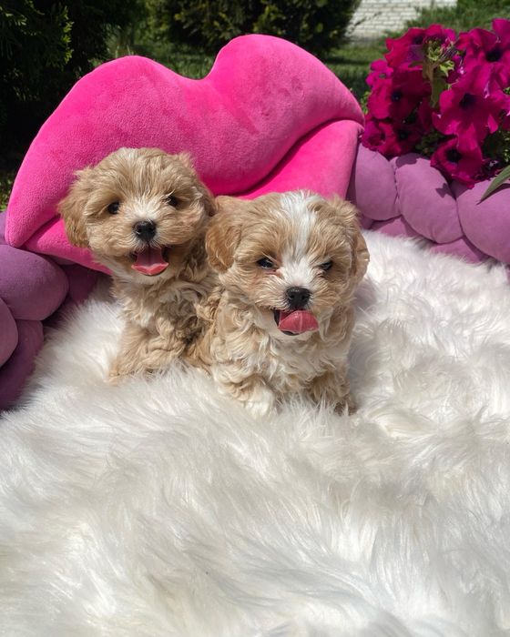 Маленькі мальтипу на вибір