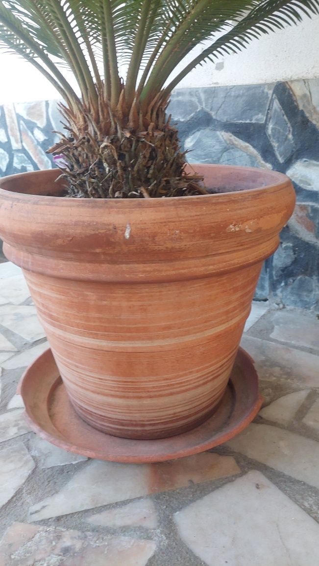 Planta Palmeira Cica