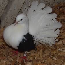 Gołąbki para pawiki biało / brazowe /Okazja  !