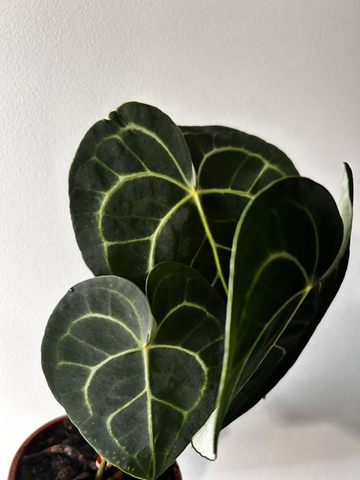 Anthurium Clarinervium