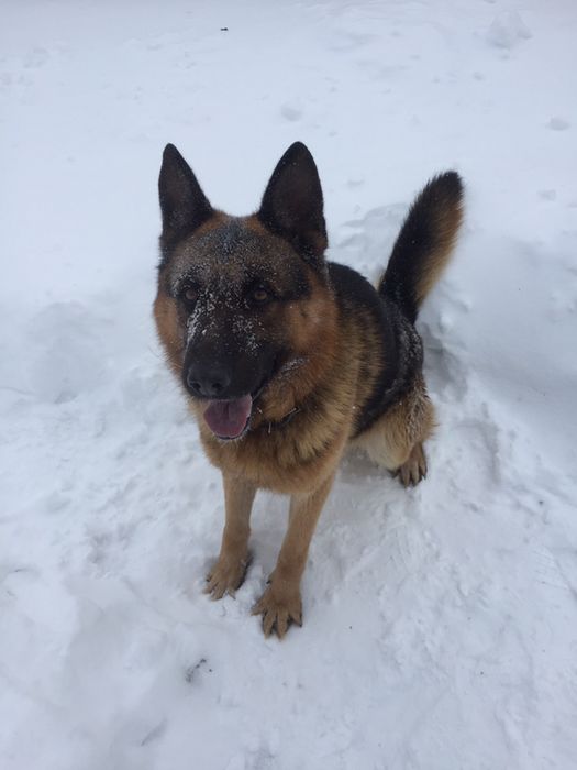 Для Вязки !Пропоную  кобеля !!!