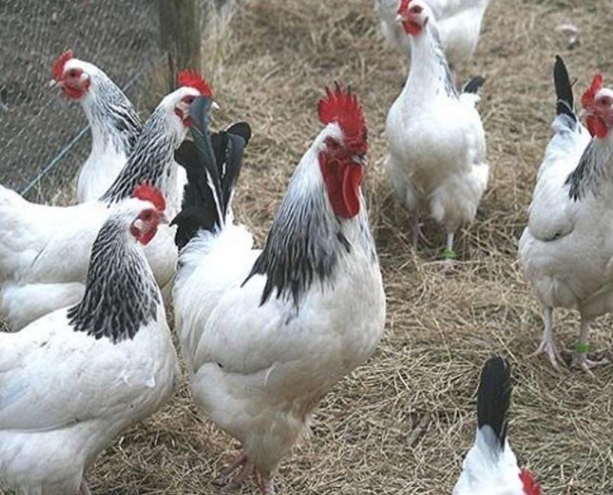 Kurczaki ROSSA Sussex nera 200szt Kury nioski kilkudniowe
