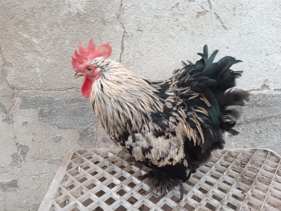Sprzedam koguty kochiny miniaturowe