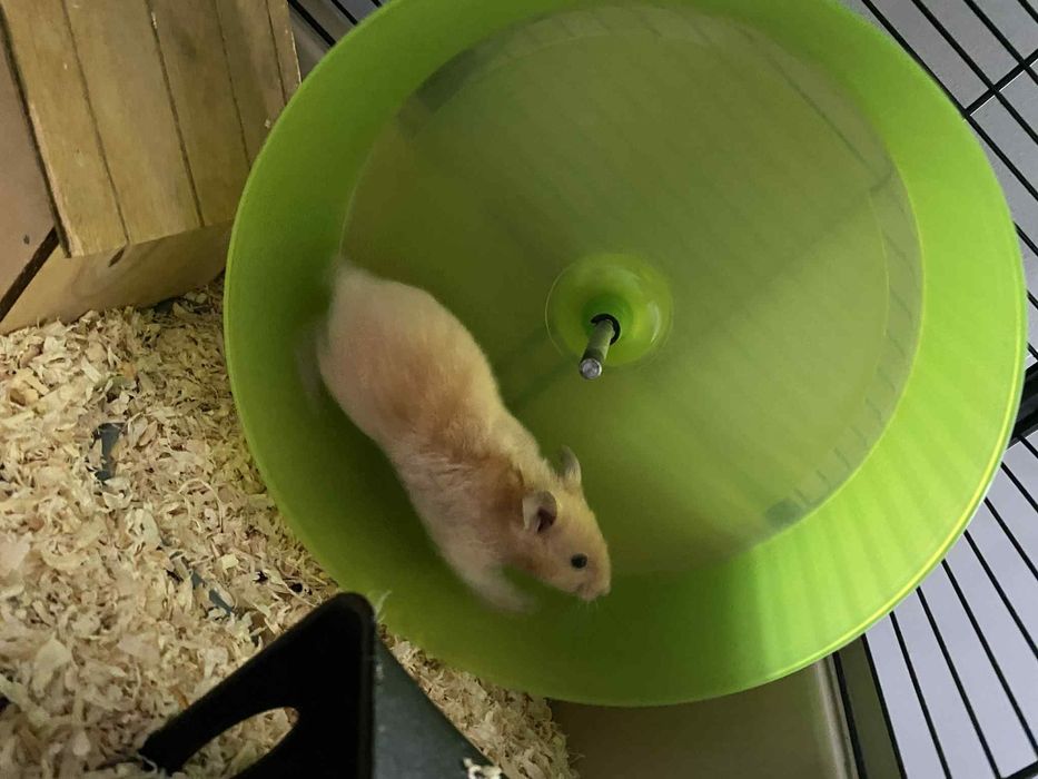 Chomik z klatka i akcesoriami