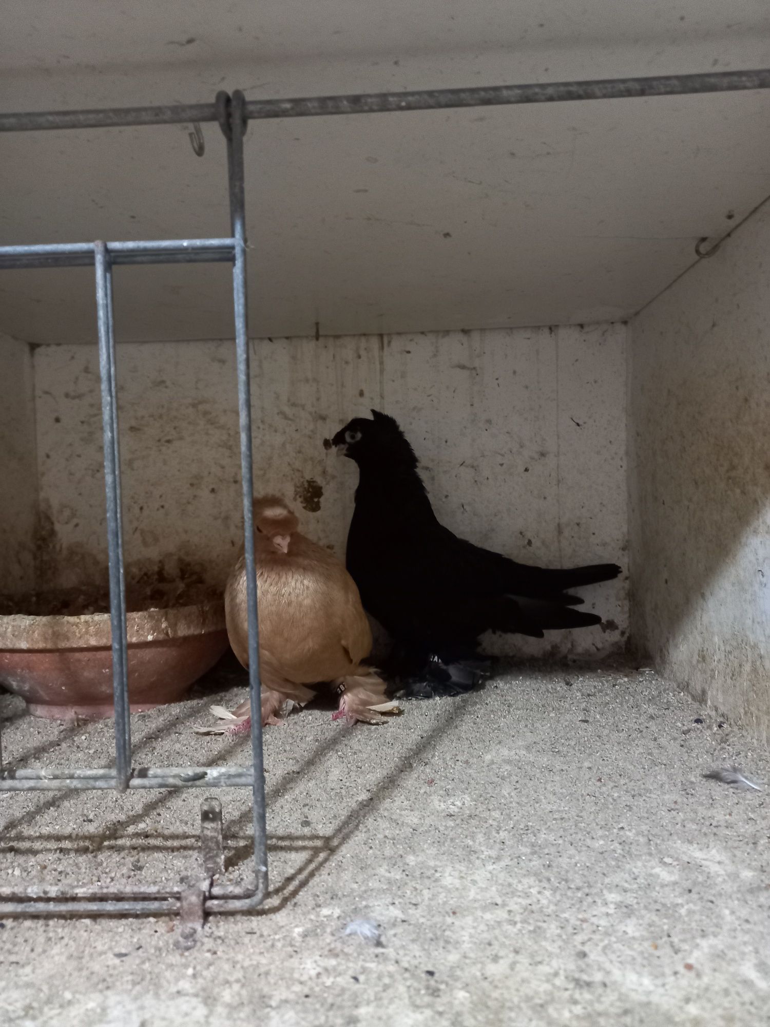 Vendo várias raças de pombos