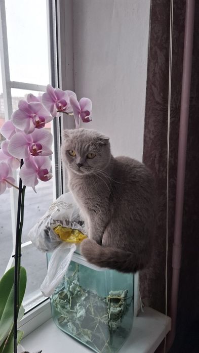 Котята, кошенята, шотландці, висловухі, прямовухі