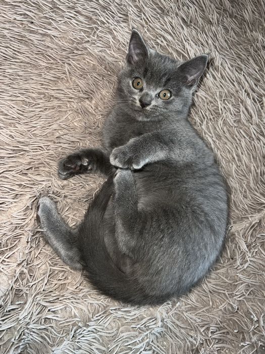 Котик шукає нову родину