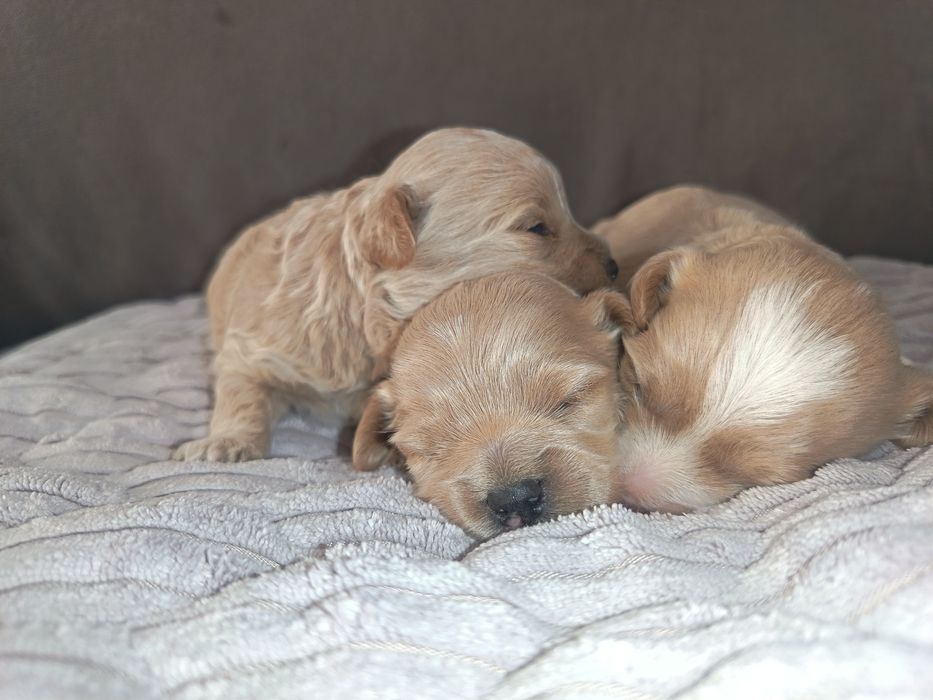 Maltipoo piesek  szczenie