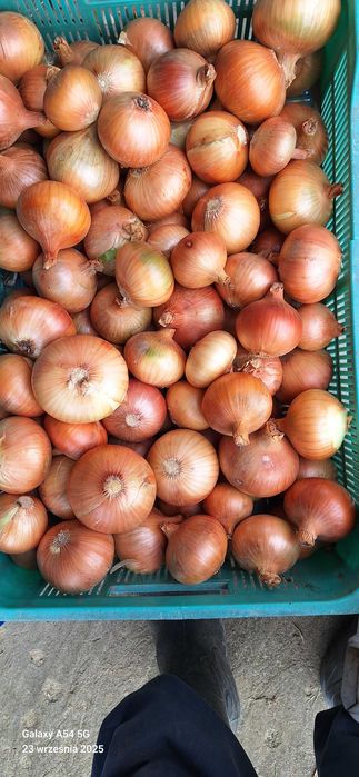 Cebula z dymki obierana