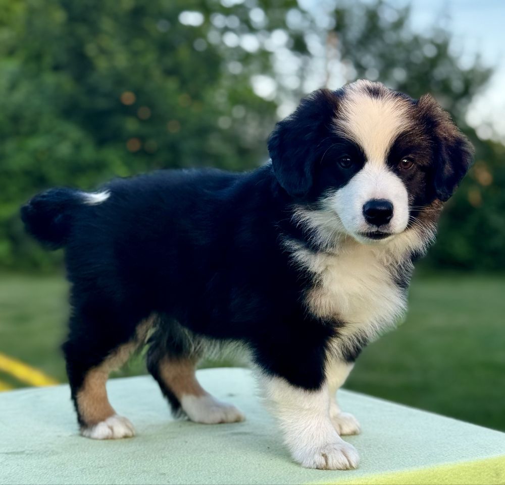 Amerykański owczarek miniaturowy- MAS - Mini Aussie- piesek FCI