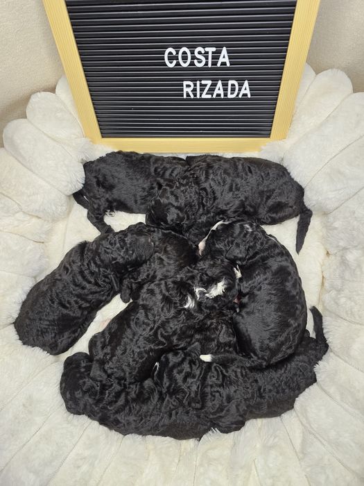 Hiszpański pies dowodny - suczka