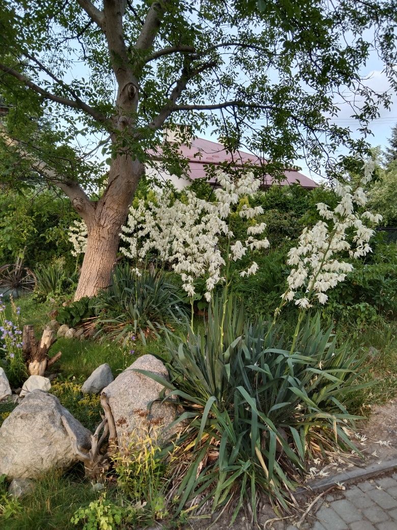 Juka-sadzonka w doniczce