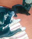 Kicia 5 mies. kocha psy,  uratowana cudem, stracila ogonek