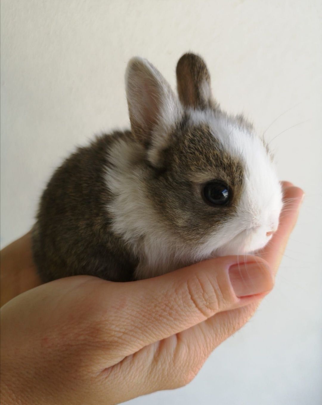 Coelhos anões mini holandês os mais dóceis