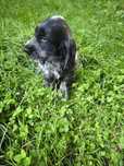 Cocker spaniel angielski blue roan samiec