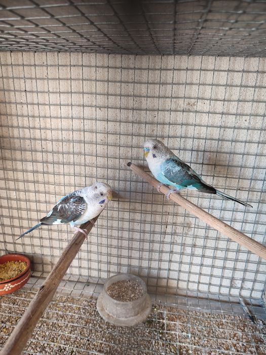 Piriquitos  asas negras verdes opalinos