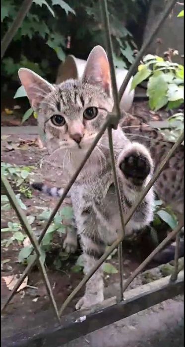 Kotki do adopcji