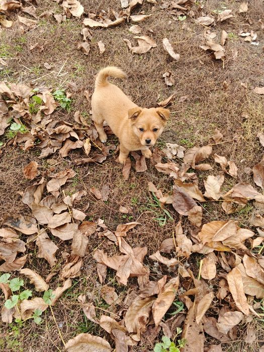 Віддам в добрі руки