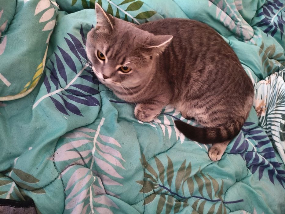 Віддам котика( британець) в хороші руки. 1,5 роки