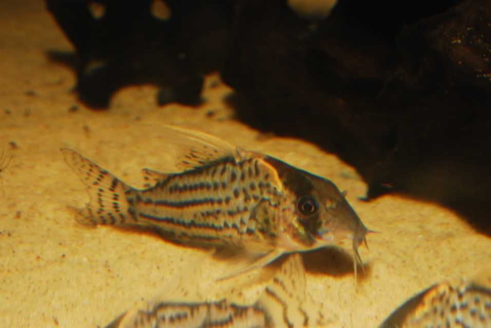 Kirysek Corydoras super schwartzi LABREA WF Brazylia!