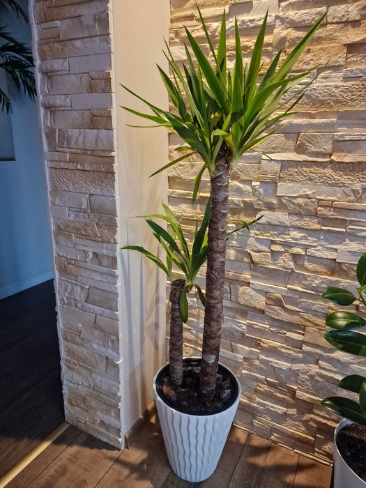 juka gwatemalska z doniczką