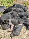 Mini Pigs - Mini Porcos