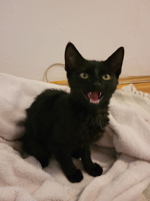 Pilne! Oddam 5 miesięcznego kocurka!