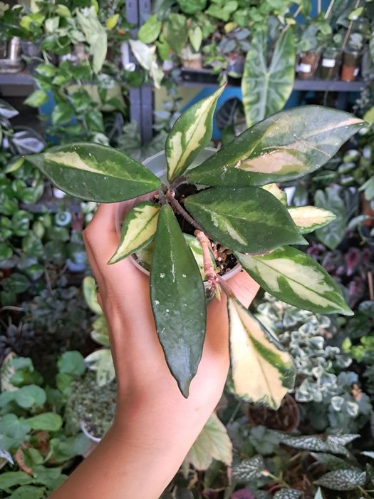 Hoja Carnosa tricolor Hoya ukorzenione sadzonki